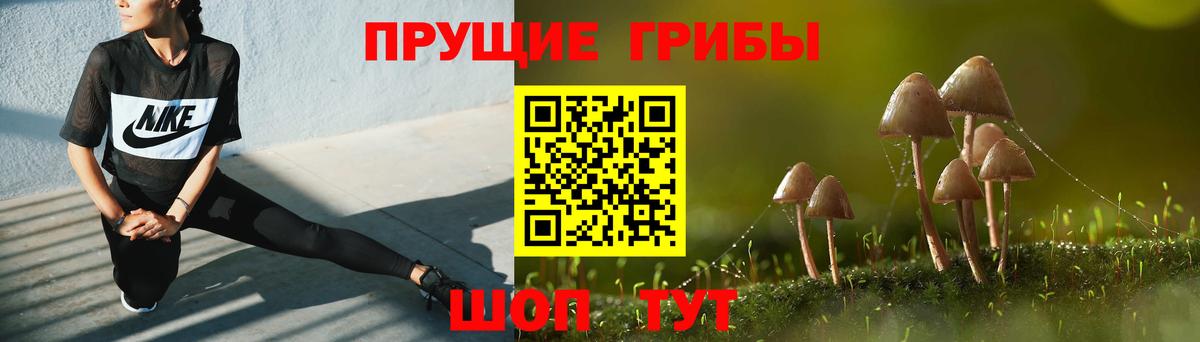 где можно купить наркотик  Галлюциногенные грибы Magic Shrooms  Вход с VPN  Псилоцибиновые грибы Psilocybe  Каменск-Шахтинский 